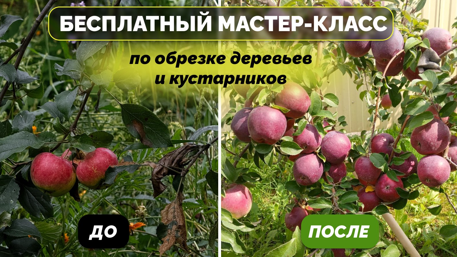 Мастер-класс по обрезке плодовых