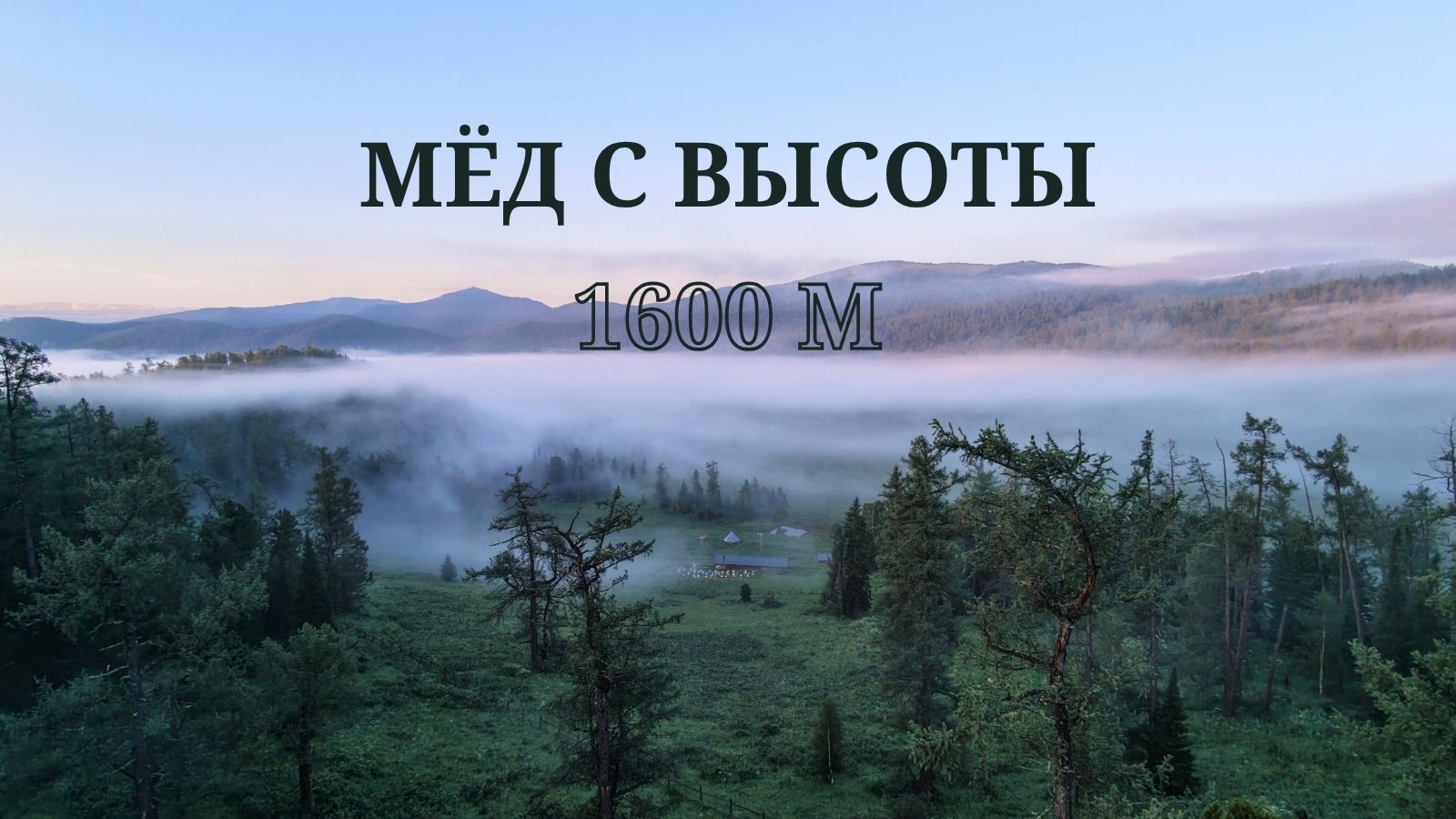 🐝 Горная пасека на Алтае — Мёд с высоты 1600м