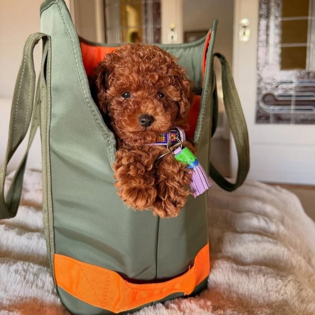 @oscar_pet_dog_cat